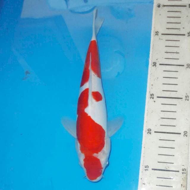 KOHAKU
