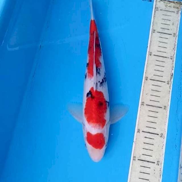 Sandan sanke merah