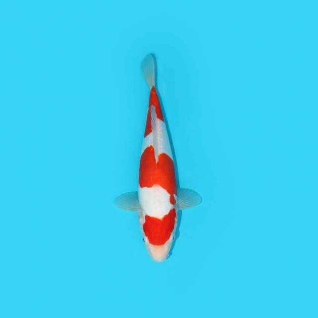 Kohaku Doitsu 24 cm