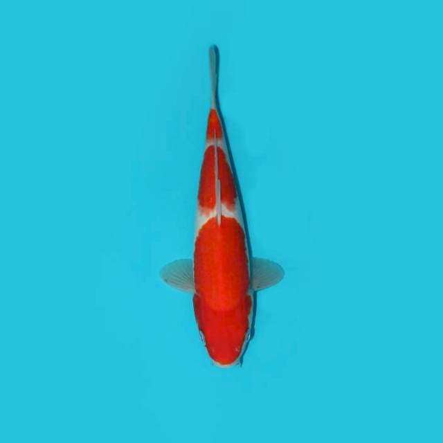 Kohaku 25 cm