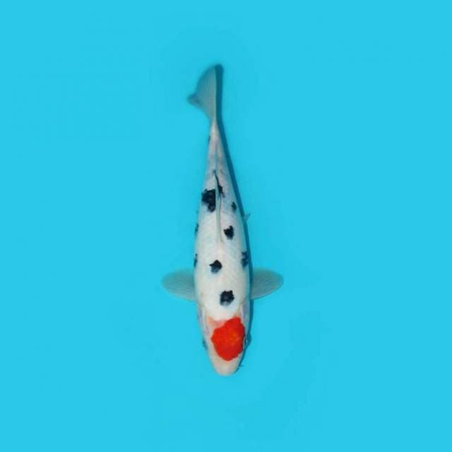 Tancho Sanke 25 cm
