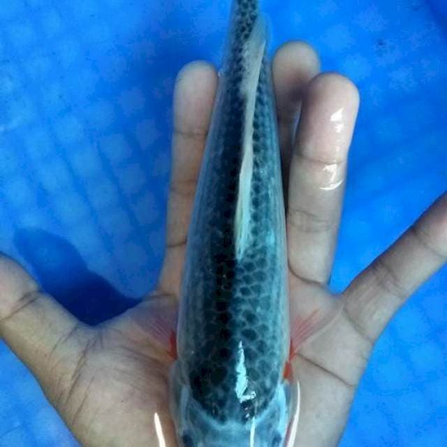 Asagi 25