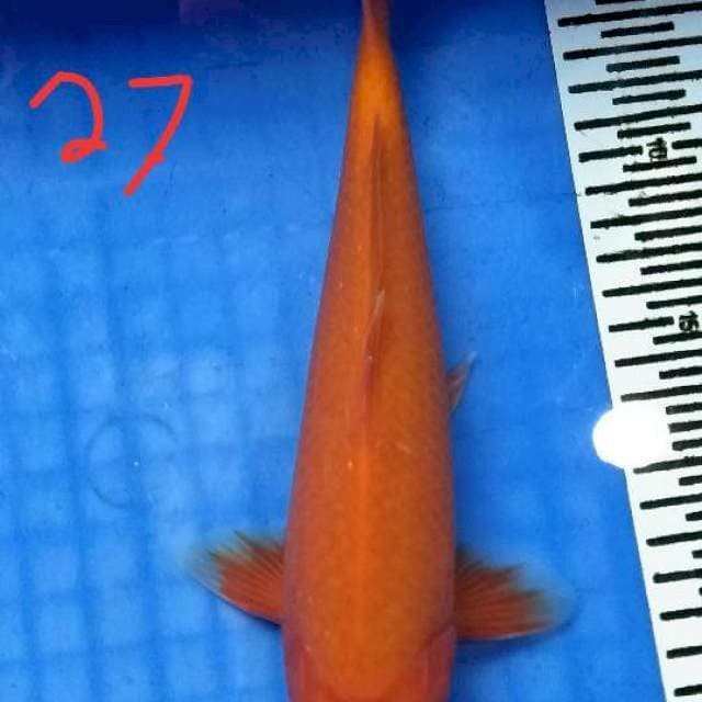 Aka hajiro 27