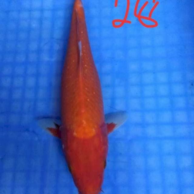 Aka hajiro 28
