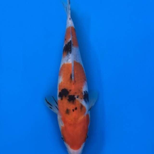 sanke 2 step 25cm