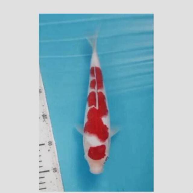 kohaku siap show merah darah original