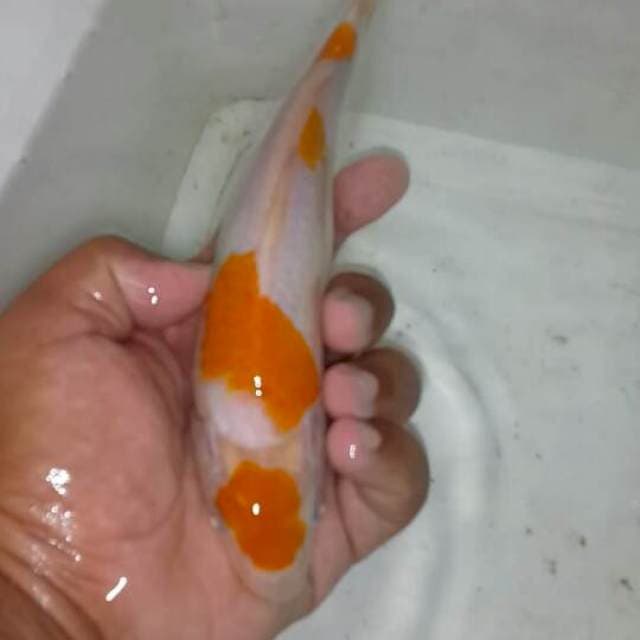 Maruten kijiro . (Kuning putih)