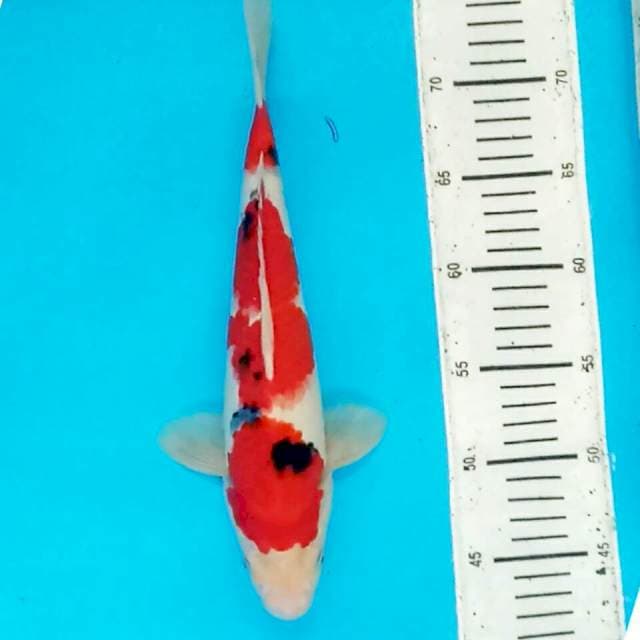 ORIGINAL SANKE 30CM STRONG