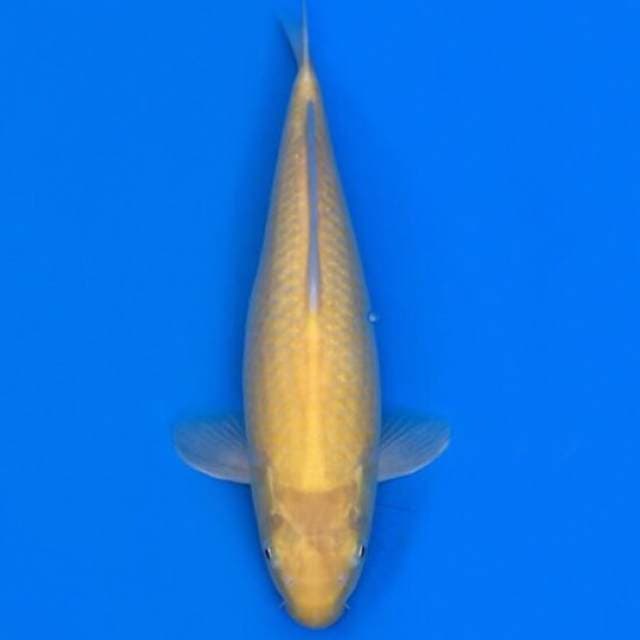karashi 35cm