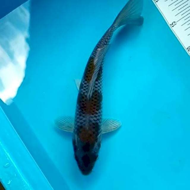 OCHIBA #32CM