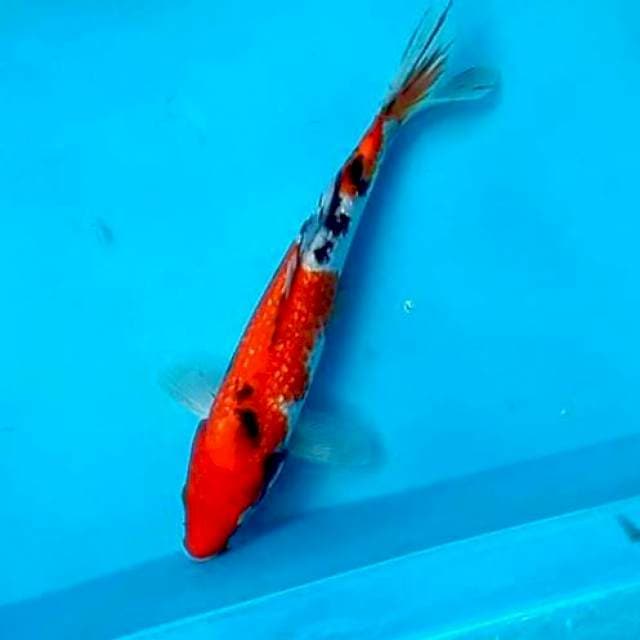 SANKE GINRIN #28CM
