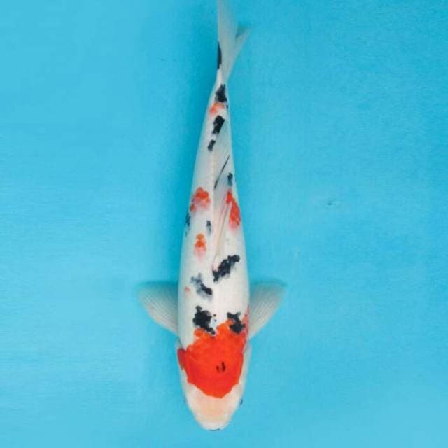 BKS ( sanke 46 cm )