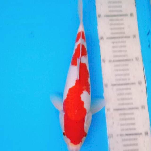 Kohaku