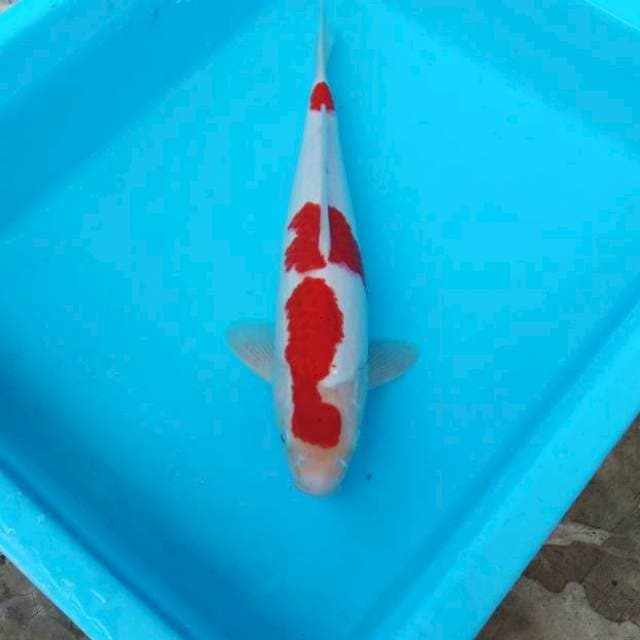 NJK - SANDAN RED