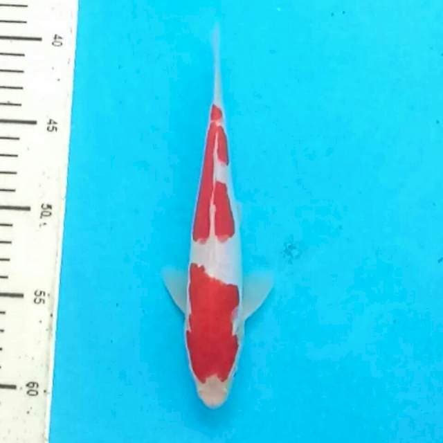 Original KOHAKU DOITSHU 20CM