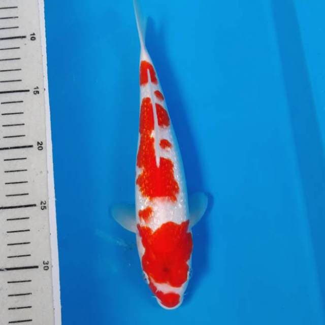 Kohaku Kucibeni Ginrin