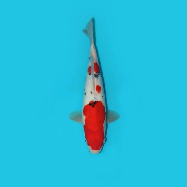 SANKE 30 CM