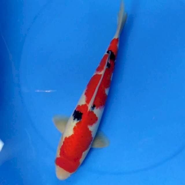 RED STRONG SANKE 35CM