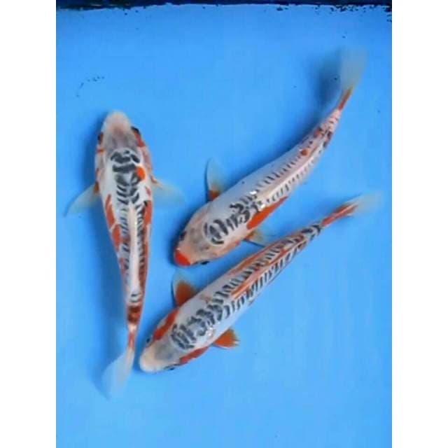 PAKET SHUSUI CANTIK 24CM