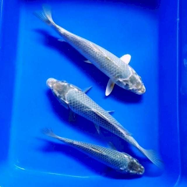 SPESIAL PENJINAK KOLAM