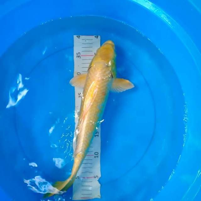 Jumbo ogon karasi