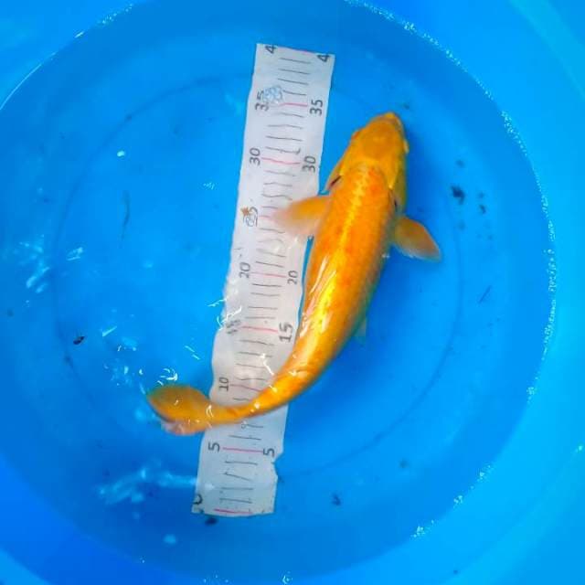 Yamabuki ogon kuning merona