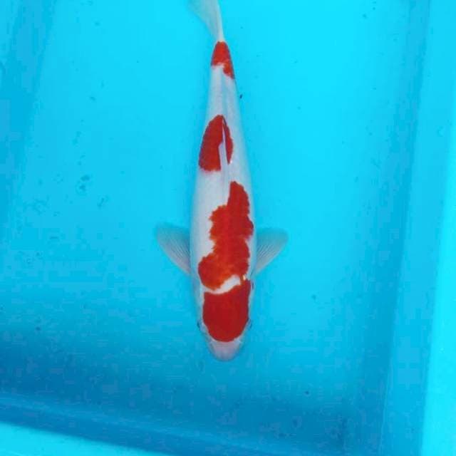NJK - KOHAKU PATTERN