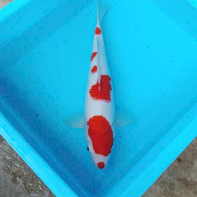 NJK - KUCIBENI KOHAKU