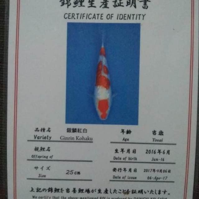 Kohaki ginrin dainichi