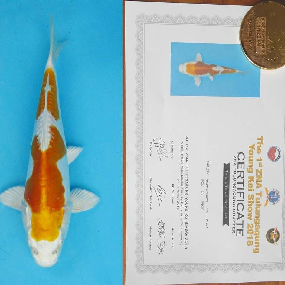 Hikarimono juara 3 zna tulungagung size 25bu