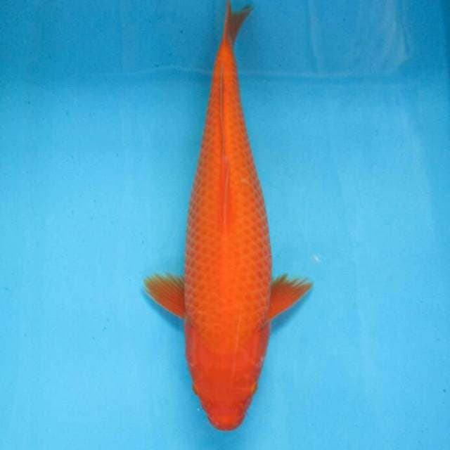 BKS ( aka hajiro 38 cm )