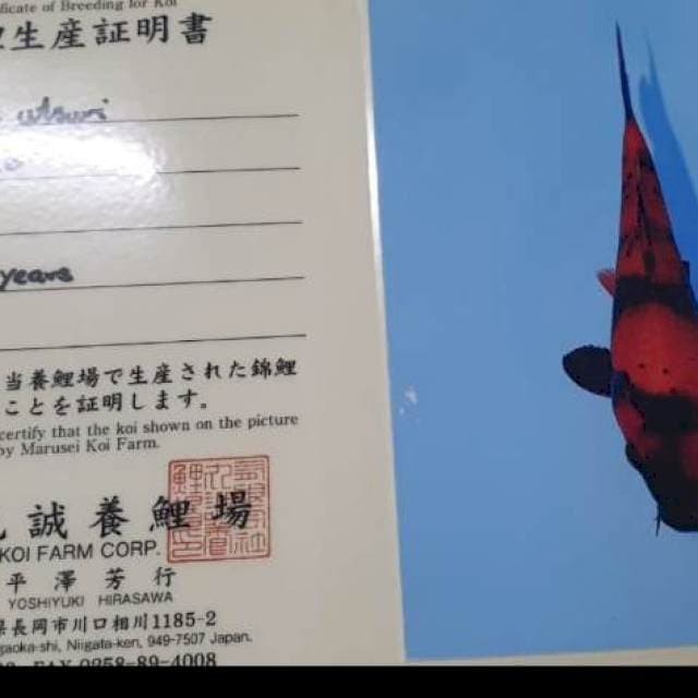 JUMBO Tategoi HI UTSURI MARUSEI