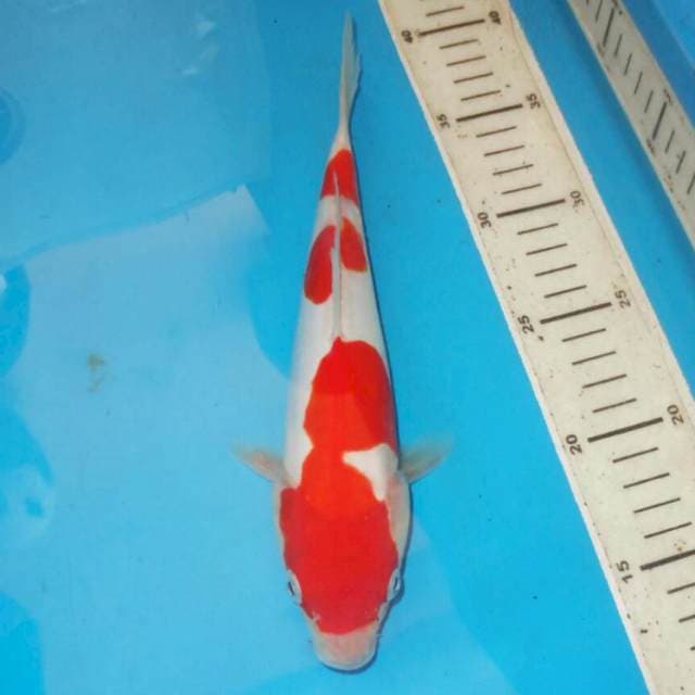 MERONA KOHAKU