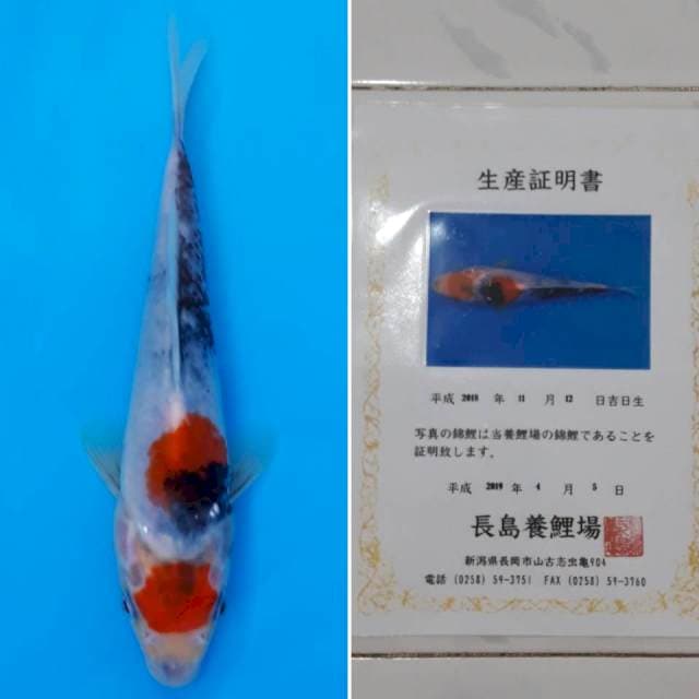 Showa tosai import sertifikat