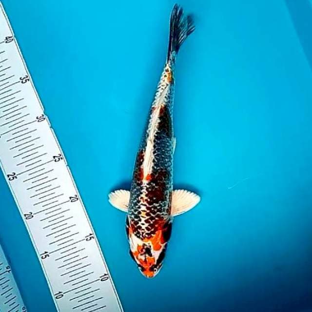 KAWARI #30CM
