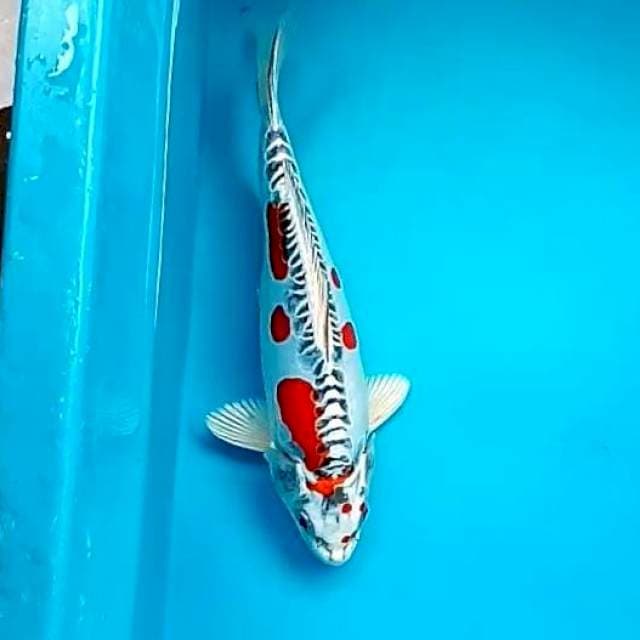 KIKO #30CM