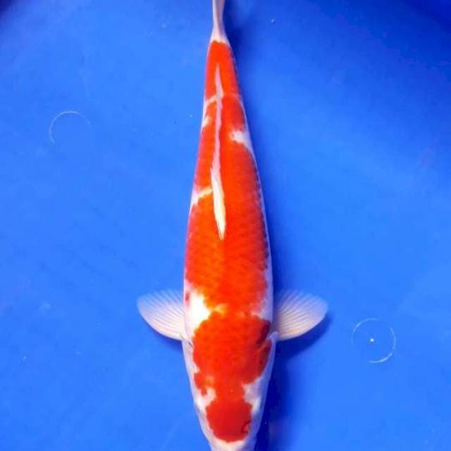 Kohaku red strong