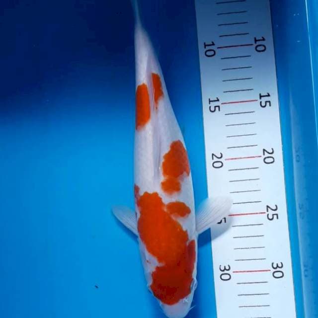 Kohaku