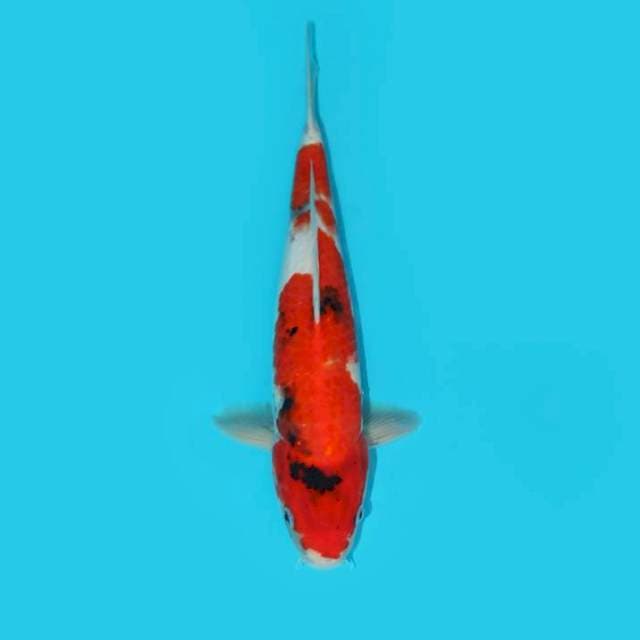 Sanke 35 cm