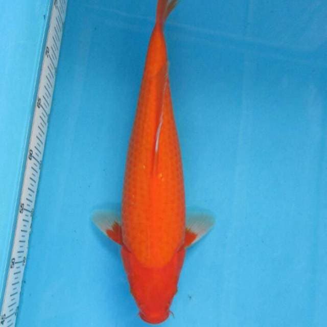 BKS ( aka hajiro 37 cm )