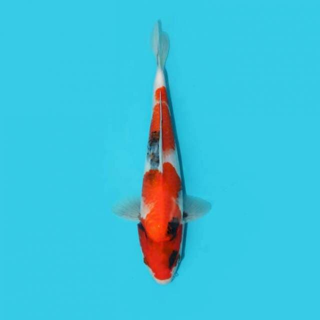 Showa 25 cm