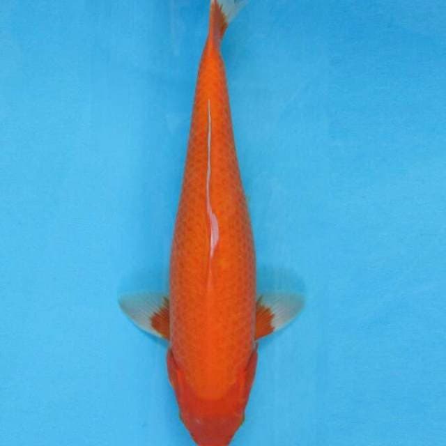 BKS ( aka hajiro 39 cm )