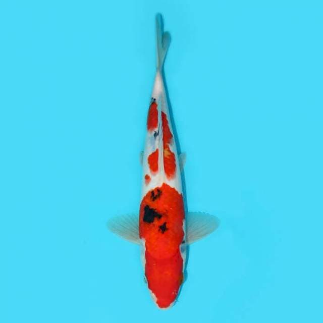 SANKE 24 CM