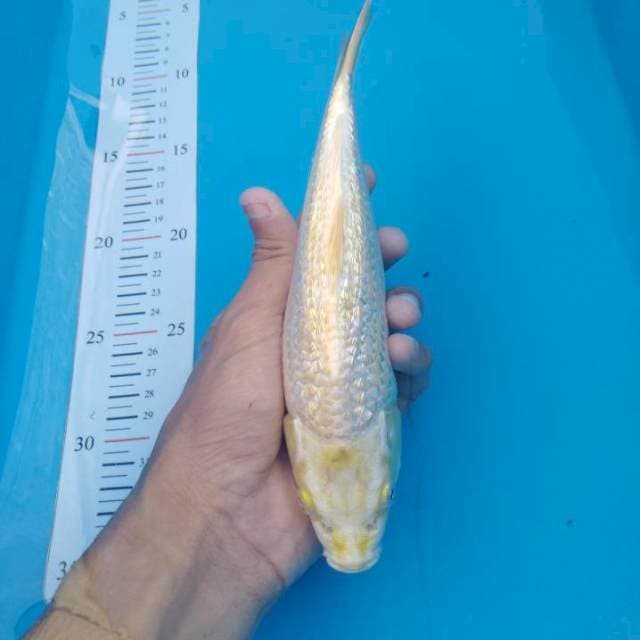 F1-Yellow Mukashi ginrin