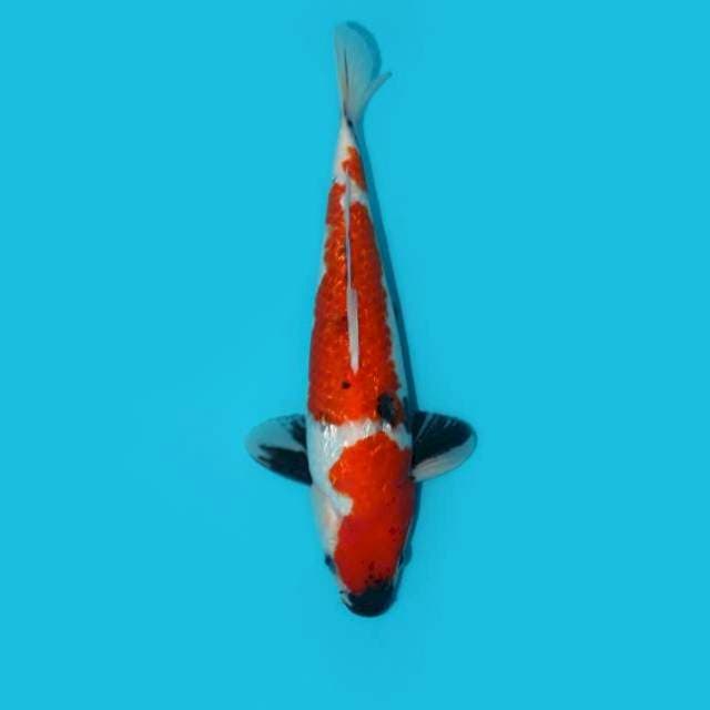 SHOWA GINRIN 30 CM