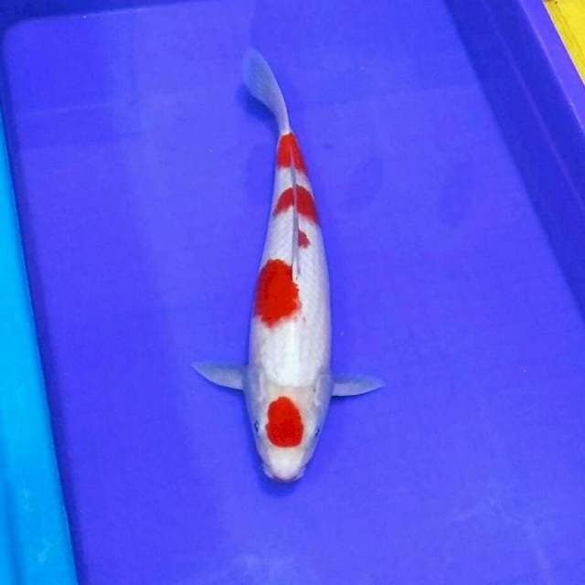 Kohaku