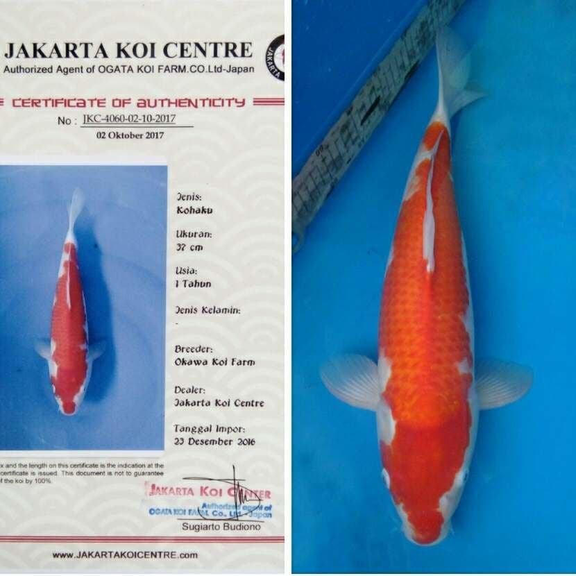 Okawa Omoyo Kohaku