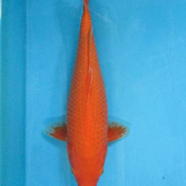 BKS ( aka hajiro 36 cm )