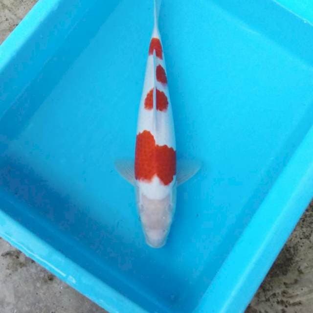 NJK - KOHAKU TERMINATOR