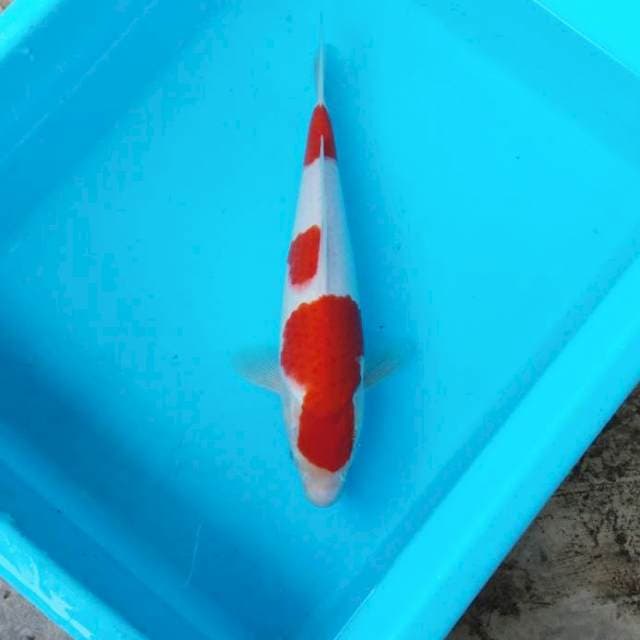 NJK - ORIGINAL KOHAKU